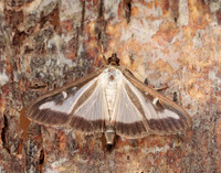 63.054 BF1409a Box-tree Moth Cydalima perspectalis