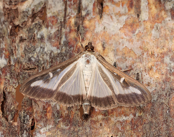 63.054 BF1409a Box-tree Moth Cydalima perspectalis