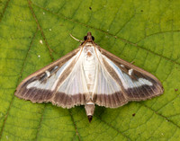 63.054 BF1409a Box-tree Moth Cydalima perspectalis
