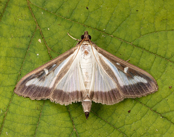 63.054 BF1409a Box-tree Moth Cydalima perspectalis