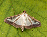 63.054 BF1409a Box-tree Moth Cydalima perspectalis