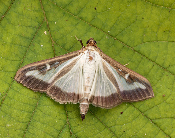 63.054 BF1409a Box-tree Moth Cydalima perspectalis