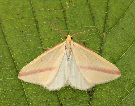 70.038 BF1716 Vestal Rhodometra sacraria