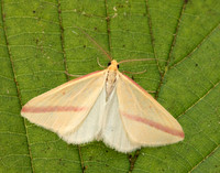 70.038 BF1716 Vestal Rhodometra sacraria