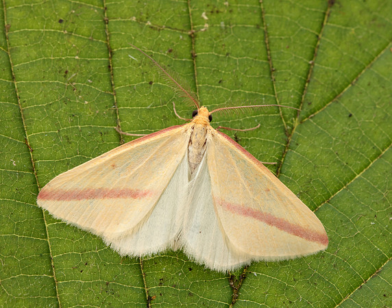 70.038 BF1716 Vestal Rhodometra sacraria