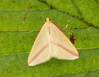 70.038 BF1716 Vestal Rhodometra sacraria