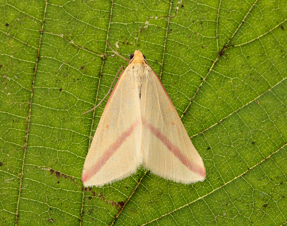 70.038 BF1716 Vestal Rhodometra sacraria