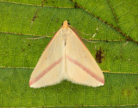 70.038 BF1716 Vestal Rhodometra sacraria