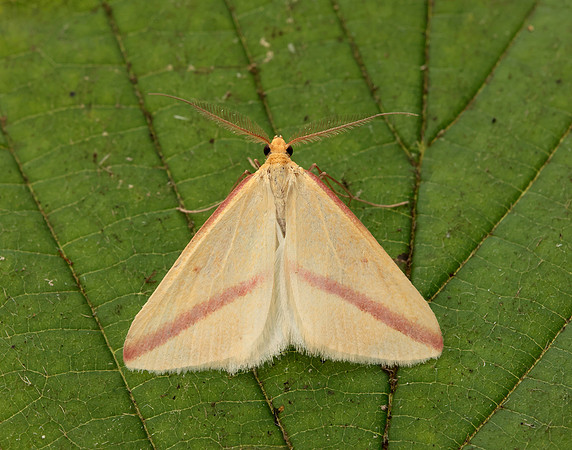 70.038 BF1716 Vestal Rhodometra sacraria