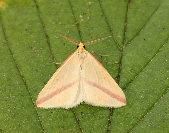 70.038 BF1716 Vestal Rhodometra sacraria