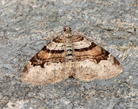 70.053 BF1722 Flame Carpet Xanthorhoe designata