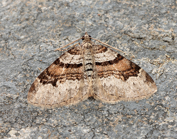 70.053 BF1722 Flame Carpet Xanthorhoe designata