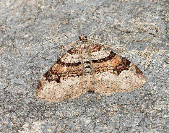 70.053 BF1722 Flame Carpet Xanthorhoe designata