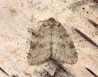 70.107 BF1795 November Moth Epirrita dilutata