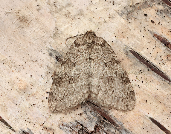 70.107 BF1795 November Moth Epirrita dilutata