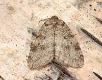70.107 BF1795 November Moth Epirrita dilutata