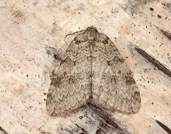 70.107 BF1795 November Moth Epirrita dilutata