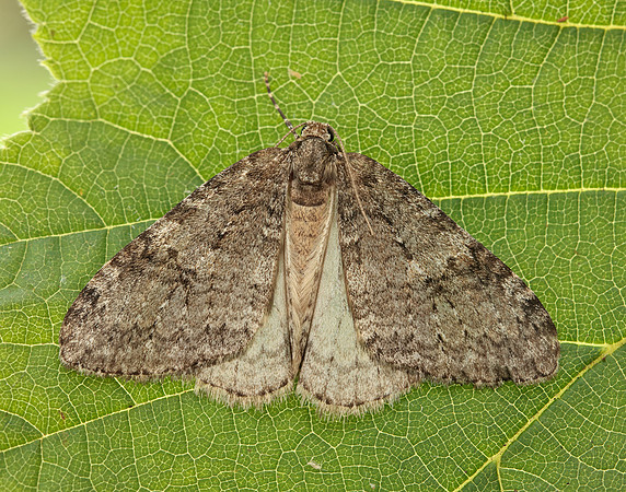 70.107 BF1795 November Moth Epirrita dilutata