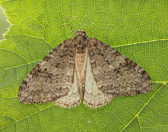 70.107 BF1795 November Moth Epirrita dilutata