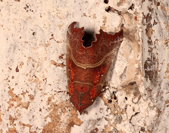 72.001 BF2469  Herald Scoliopteryx libatrix