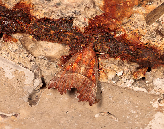 72.001 BF2469  Herald Scoliopteryx libatrix