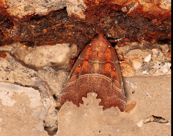 72.001 BF2469  Herald Scoliopteryx libatrix