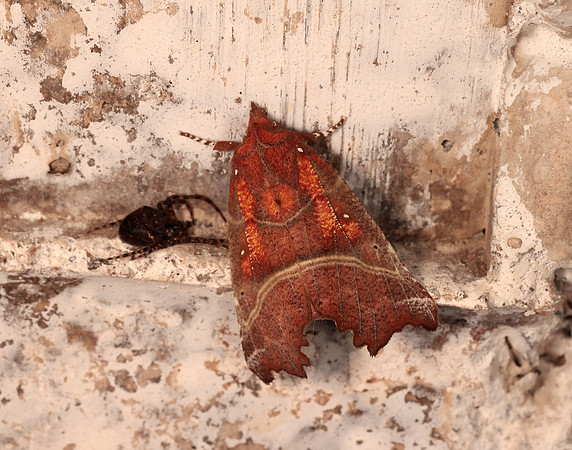 72.001 BF2469  Herald Scoliopteryx libatrix