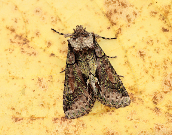 73.068 BF2245 Green-brindled Crescent Allophyes oxyacanthae
