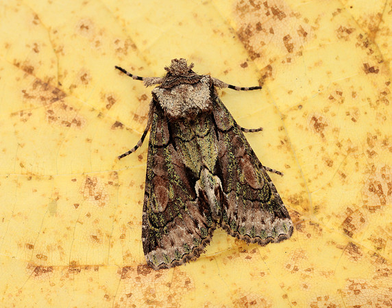 73.068 BF2245 Green-brindled Crescent Allophyes oxyacanthae
