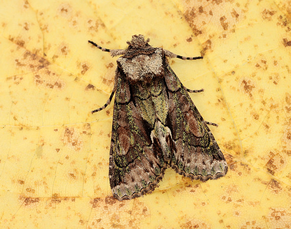 73.068 BF2245 Green-brindled Crescent Allophyes oxyacanthae