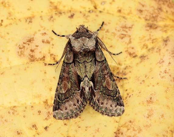 73.068 BF2245 Green-brindled Crescent Allophyes oxyacanthae