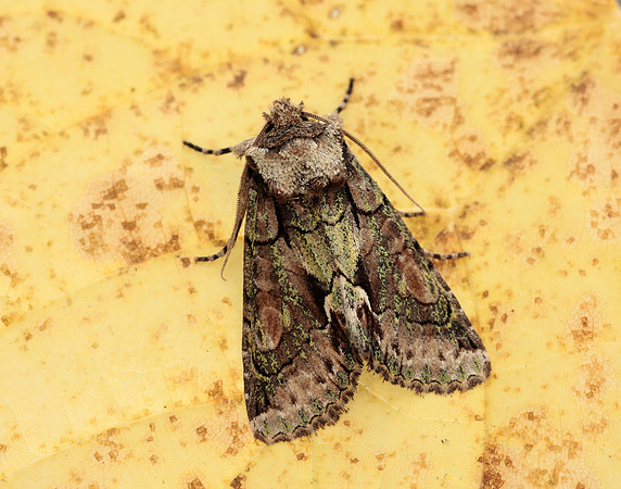 73.068 BF2245 Green-brindled Crescent Allophyes oxyacanthae