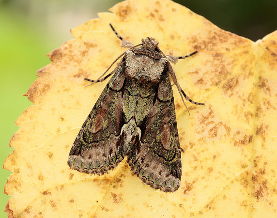 73.068 BF2245 Green-brindled Crescent Allophyes oxyacanthae