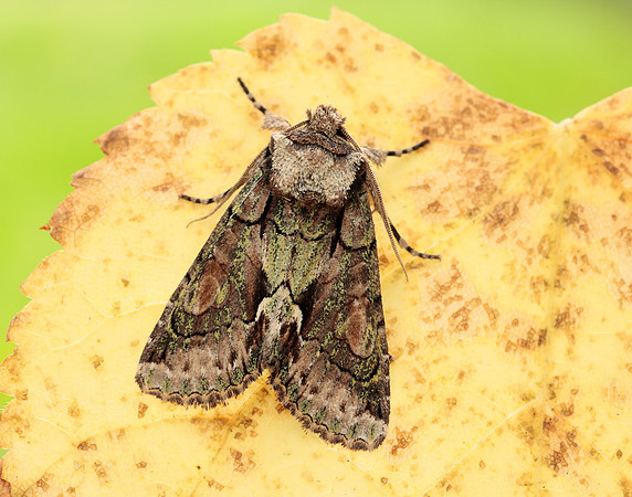 73.068 BF2245 Green-brindled Crescent Allophyes oxyacanthae