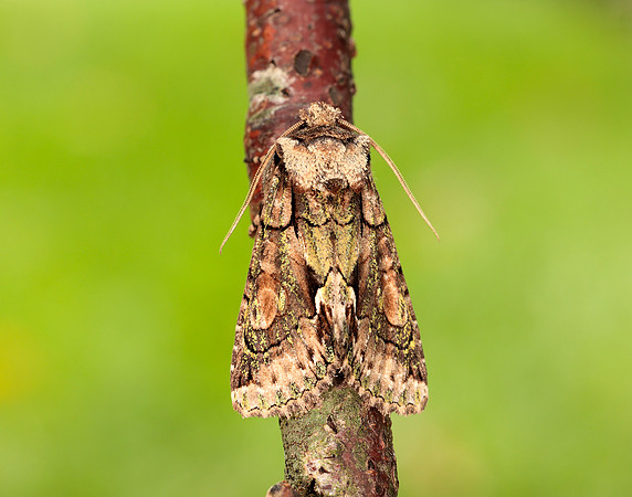 73.068 BF2245 Green-brindled Crescent Allophyes oxyacanthae