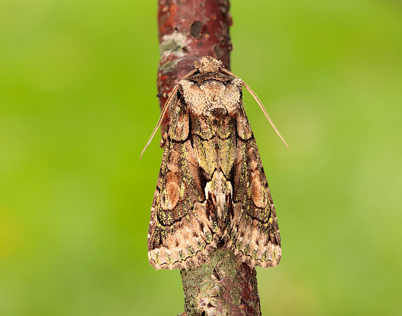 73.068 BF2245 Green-brindled Crescent Allophyes oxyacanthae
