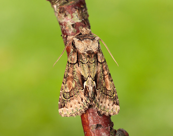 73.068 BF2245 Green-brindled Crescent Allophyes oxyacanthae