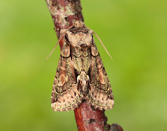 73.068 BF2245 Green-brindled Crescent Allophyes oxyacanthae