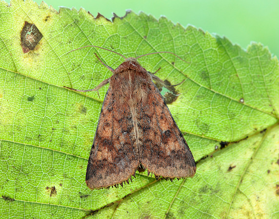 73.076 BF2400 Scarce Bordered Straw Helicoverpa armigera