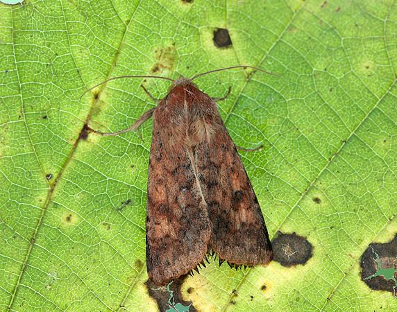 73.076 BF2400 Scarce Bordered Straw Helicoverpa armigera