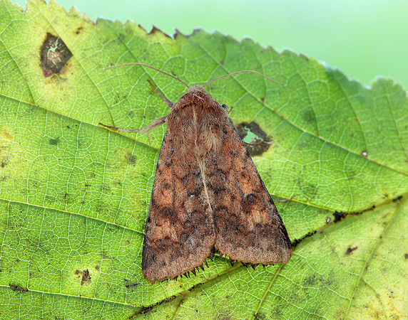 73.076 BF2400 Scarce Bordered Straw Helicoverpa armigera