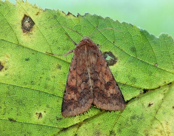 73.076 BF2400 Scarce Bordered Straw Helicoverpa armigera