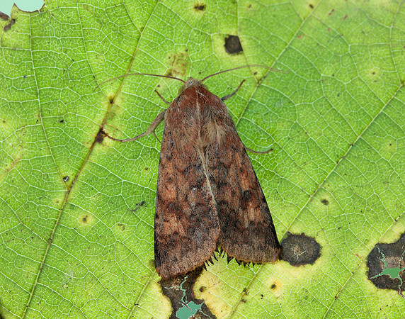 73.076 BF2400 Scarce Bordered Straw Helicoverpa armigera