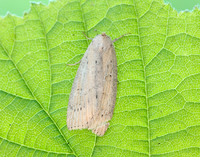 73.100 BF2391 Silky Wainscot Chilodes maritima