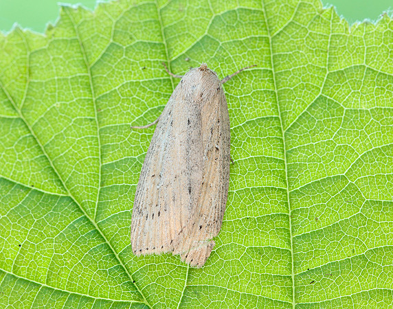 73.100 BF2391 Silky Wainscot Chilodes maritima