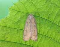 73.100 BF2391 Silky Wainscot Chilodes maritima