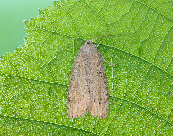 73.100 BF2391 Silky Wainscot Chilodes maritima