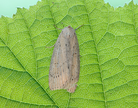 73.100 BF2391 Silky Wainscot Chilodes maritima