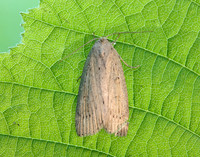 73.100 BF2391 Silky Wainscot Chilodes maritima