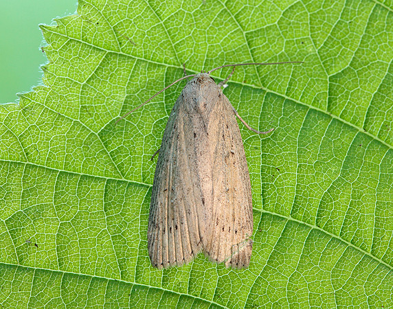 73.100 BF2391 Silky Wainscot Chilodes maritima